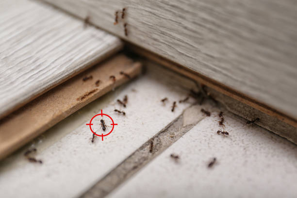 Best Pest Removal Services  in Iowa, LA