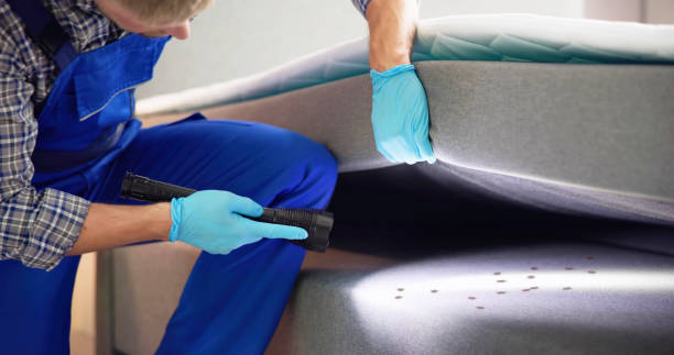 Best Wasp Removal Services  in Iowa, LA