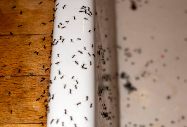 Best Emergency Pest Control  in Iowa, LA
